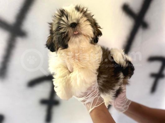 Shıh Tzu Babys görsel