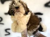Shıh Tzu Babys