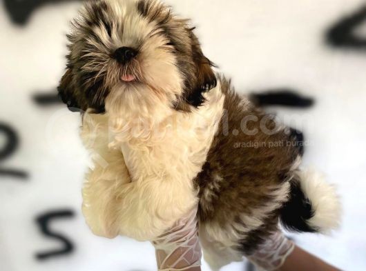 Shıh Tzu Babys görsel