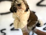 Shıh Tzu Babys