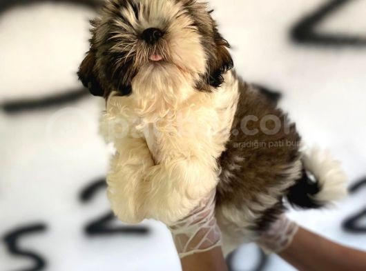 Shıh Tzu Babys görsel