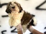 Shıh Tzu Babys