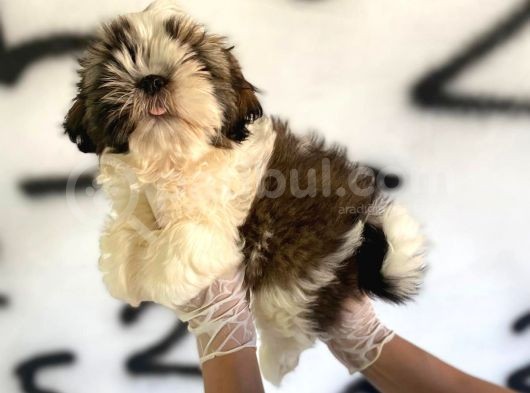 Shıh Tzu Babys görsel