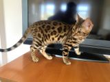 4 AYLIK BENGAL KEDİSİ