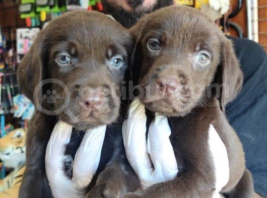 Safkan Si̇yah Ve Çi̇kolata Labrador Yavrularimiz görsel