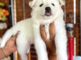 Ayi̇ Yavrusu Samoyed A Kali̇te Irk