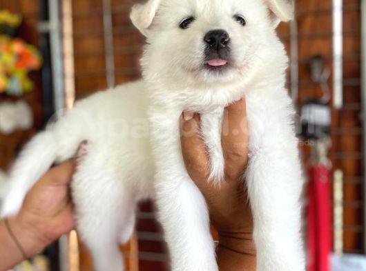 Ayi̇ Yavrusu Samoyed A Kali̇te Irk görsel