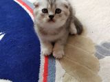 Scottish Fold Silver Yavrular