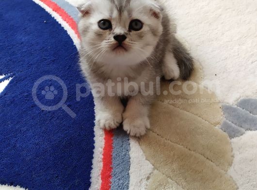 Scottish Fold Silver Yavrular görsel