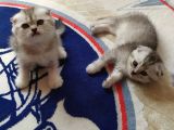 Scottish Fold Silver Yavrular