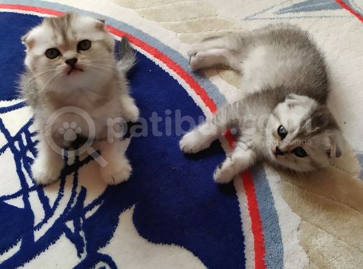 Scottish Fold Silver Yavrular