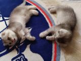 Scottish Fold Silver Yavrular