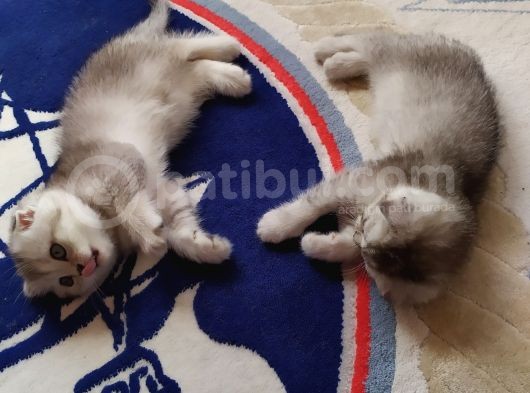 Scottish Fold Silver Yavrular görsel