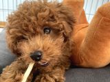 Red Brown Toy Poodle 
