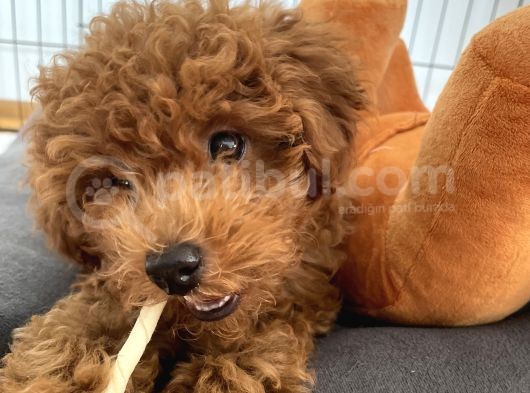 Red Brown Toy Poodle 
