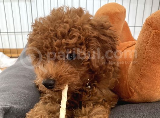 Red Brown Toy Poodle  görsel