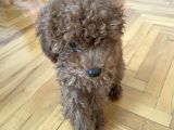 Red Brown Toy Poodle 