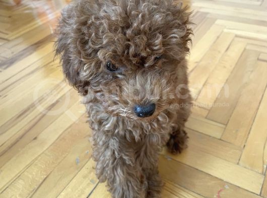 Red Brown Toy Poodle  görsel