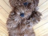 Red Brown Toy Poodle 