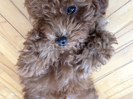 Red Brown Toy Poodle  görsel