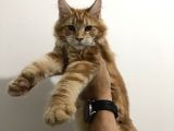 Dişi - Erkek Maine Coon yavrularım