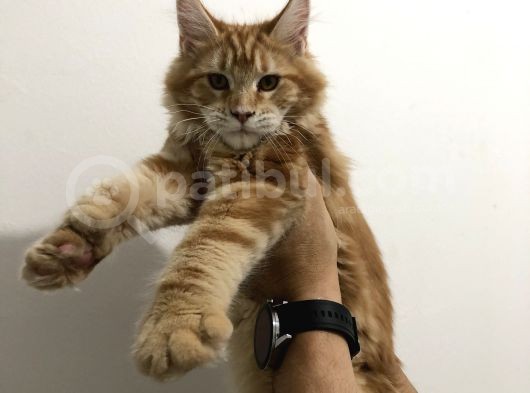 Dişi - Erkek Maine Coon Yavrularım