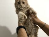 Dişi - Erkek Maine Coon Yavrularım