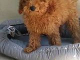 Safkan Poodle Yavruları