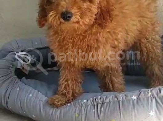 Safkan Poodle Yavruları görsel