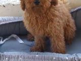Safkan Poodle Yavruları