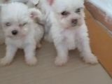 Maltese Terrier