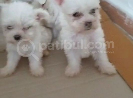 Maltese Terrier görsel