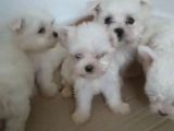 Maltese Terrier