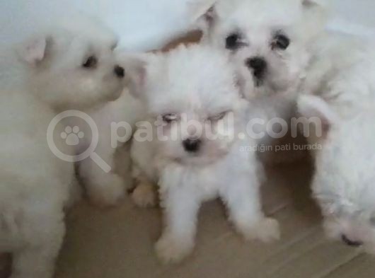 Maltese Terrier görsel