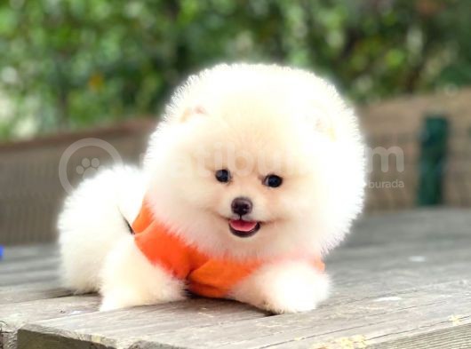 Tedy Bear Pomeranian Minnak Yavrular görsel