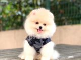Pomeranian Boo Yavrular