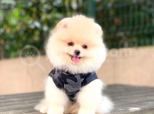 Pomeranian Boo Yavrular görsel