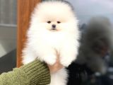 Pomeranian Böö Yavrular