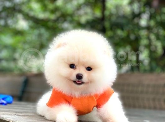 Tedy Bear Pomeranian Minnak Yavrular görsel