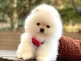 Elit Pomeranian Boo Yavrular