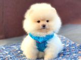 Pomeranian Böö Yavrular