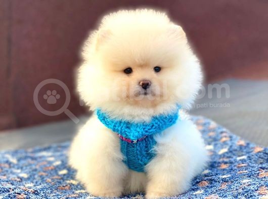 Pomeranian Böö Yavrular görsel