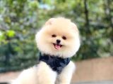Pomeranian Boo Yavrular