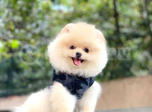 Pomeranian Boo Yavrular görsel