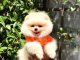 Ayı surat Pomeranian Yavrularımız