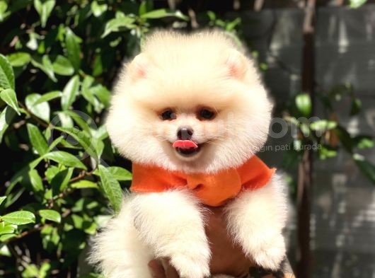 Ayı Surat Pomeranian Yavrularımız görsel