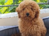 safkan poodle yavruları