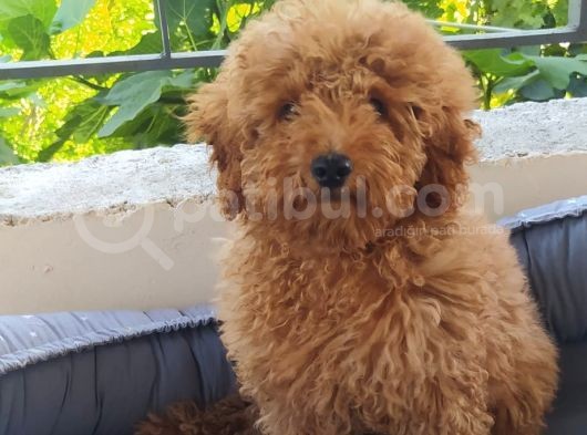 Safkan Poodle Yavruları