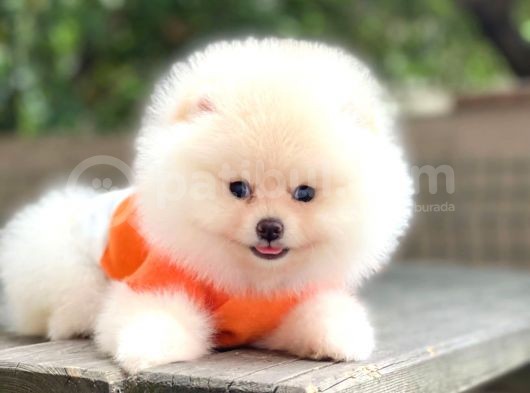Tedy Bear Pomeranian Minnak Yavrular görsel