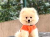 Pomeranian Pigo Yavrular